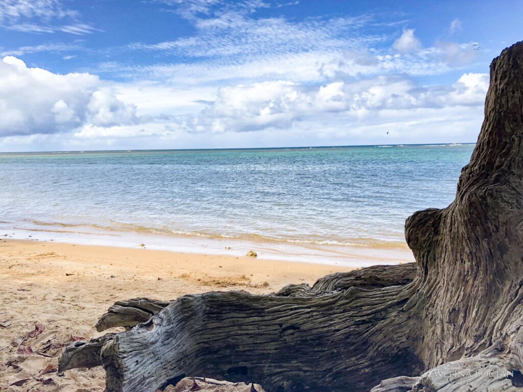 Pień, ocean, błękit nieba
