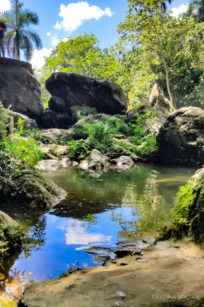 natura, zbiornik wodny, roślinność