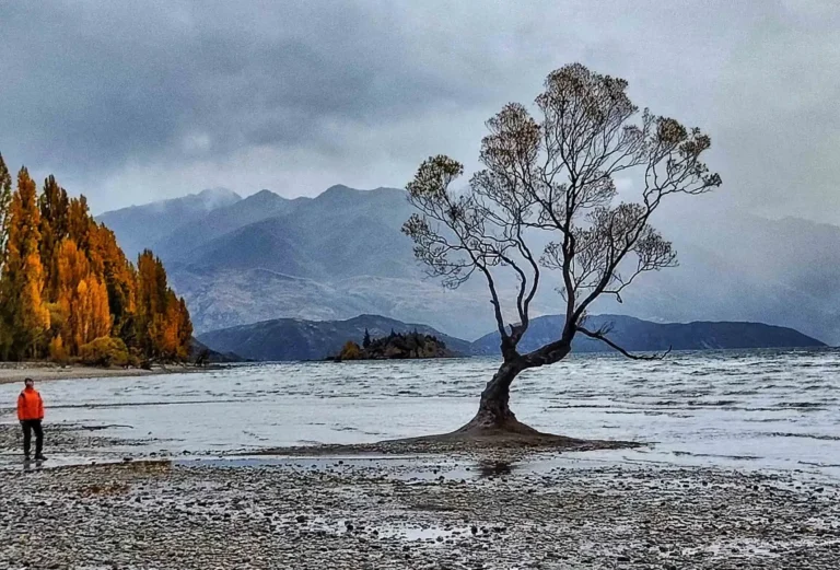 Wanaka i popularne drzewko rosnące w jeziorze